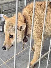 믹스견 사진