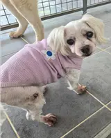 말티즈 사진