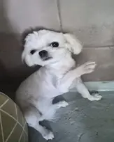 말티즈 사진