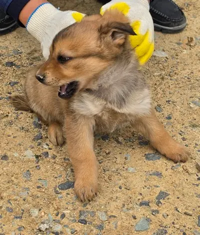 믹스견 사진