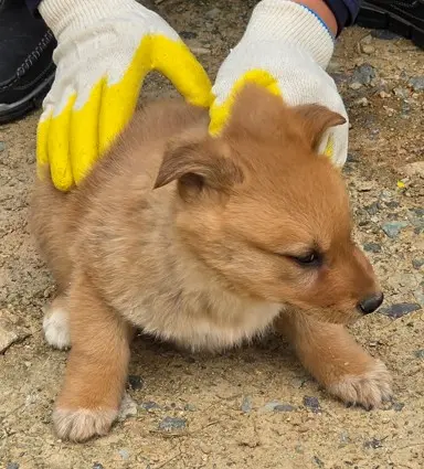 믹스견 사진