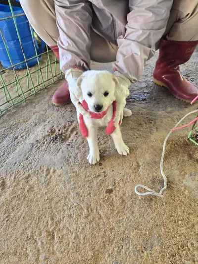 믹스견 사진
