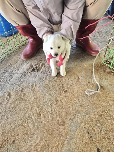 믹스견 사진