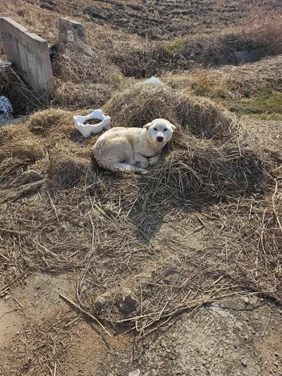 믹스견 사진