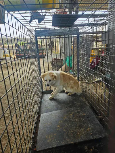 믹스견 사진