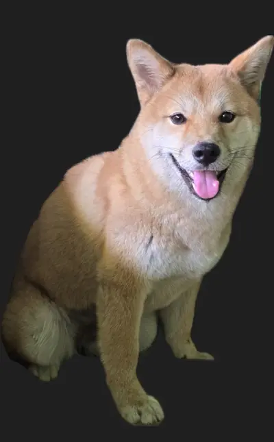 시바 사진