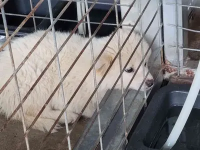 믹스견 사진