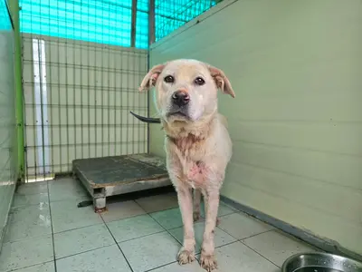 믹스견 사진