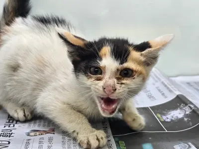 한국 고양이 사진
