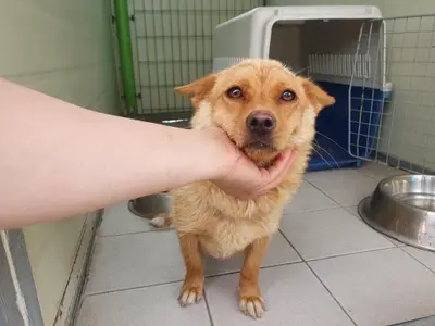 믹스견 사진