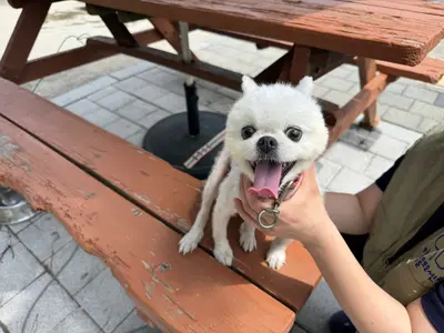 포메라니안 사진