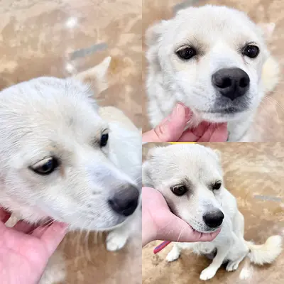 믹스견 사진