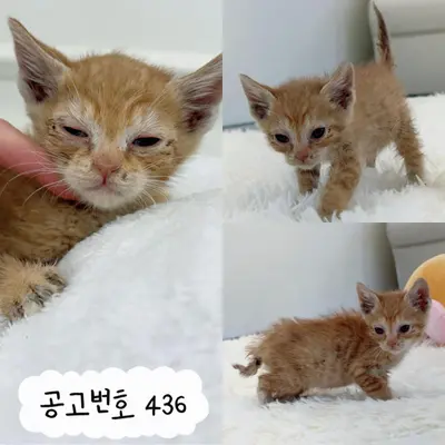 한국 고양이 사진