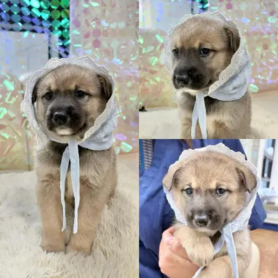 믹스견 사진