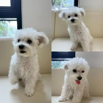 말티즈 사진