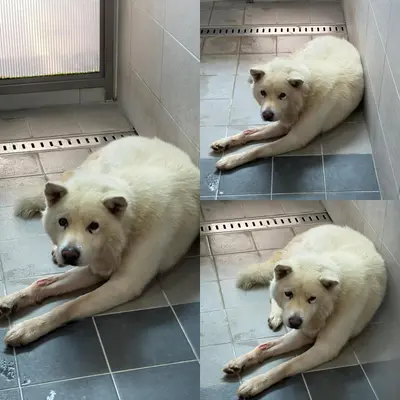 믹스견 사진