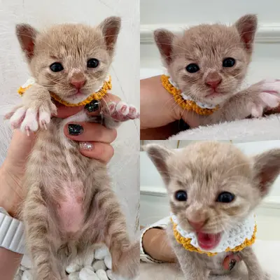 한국 고양이 사진