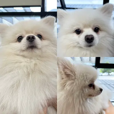 포메라니안 사진