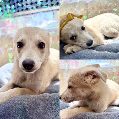 믹스견 사진