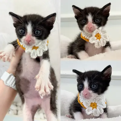 한국 고양이 사진