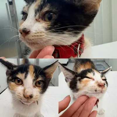 한국 고양이 사진