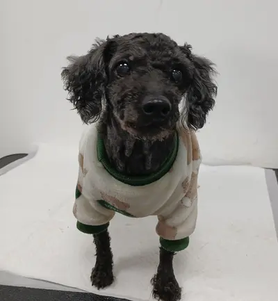 푸들 사진