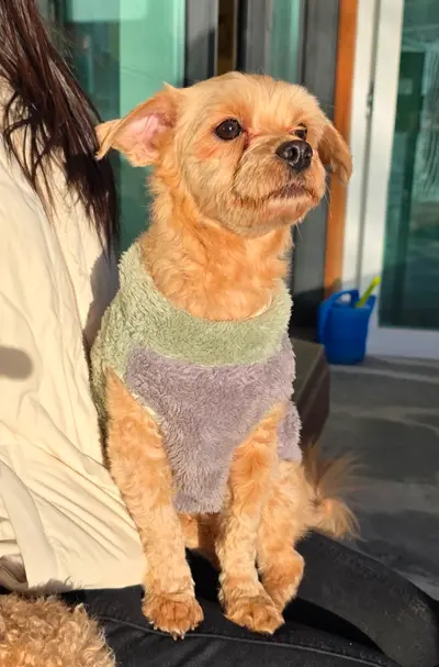 푸들 사진