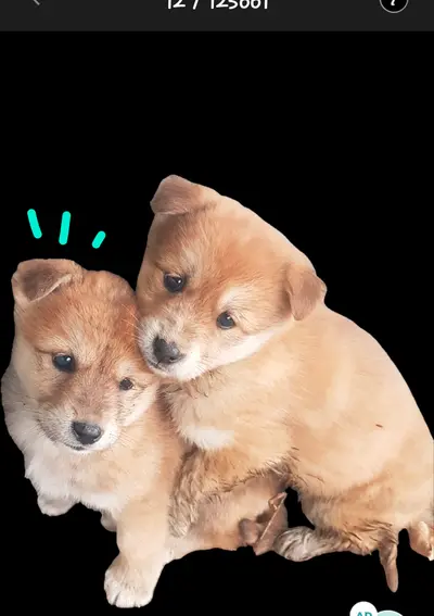 믹스견 사진