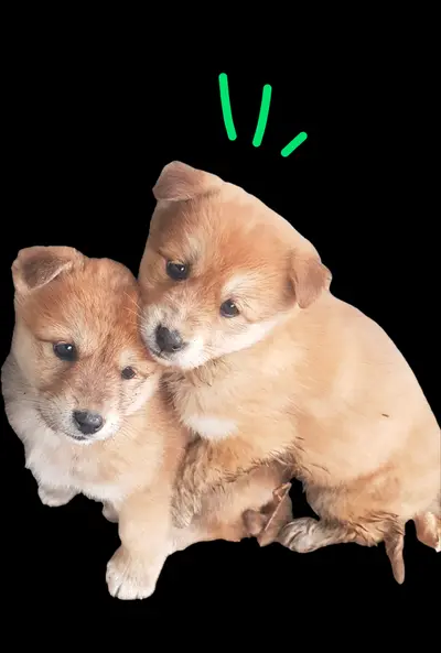 믹스견 사진