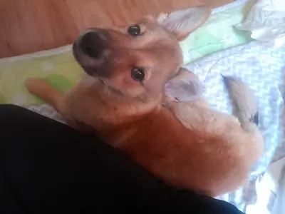 믹스견 사진