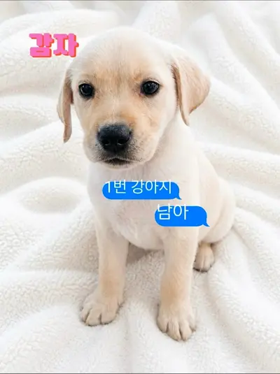 라브라도 리트리버 사진