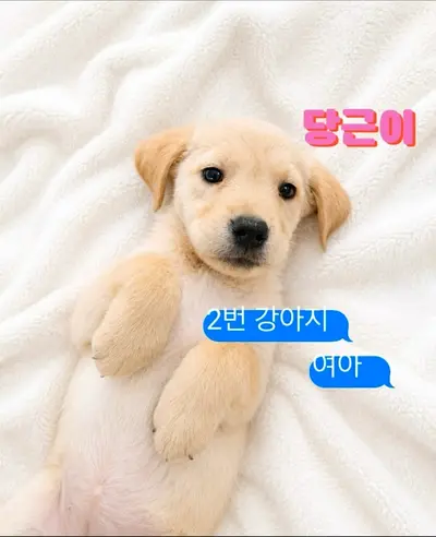 라브라도 리트리버 사진