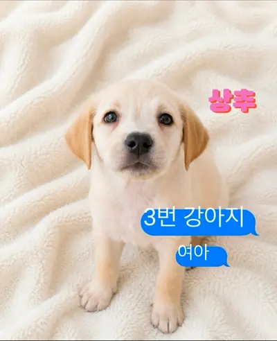 라브라도 리트리버 사진