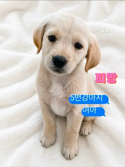 라브라도 리트리버 사진