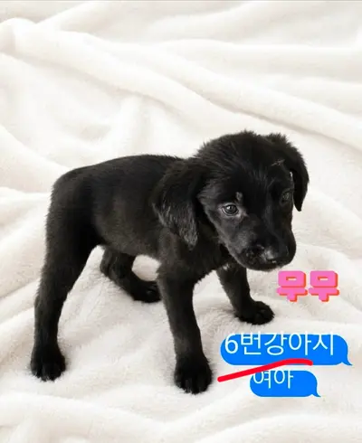 라브라도 리트리버 사진