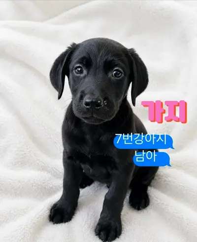 라브라도 리트리버 사진