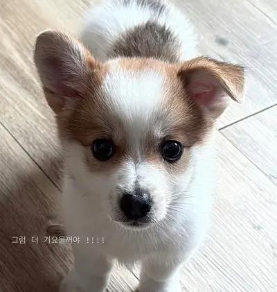 믹스견 사진