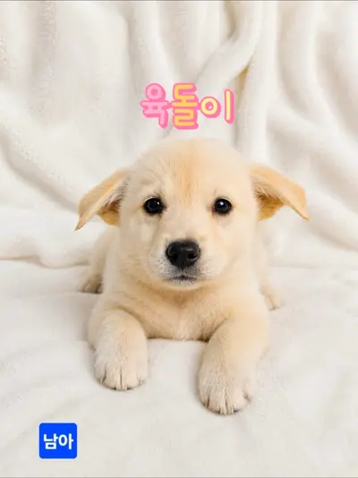 믹스견 사진