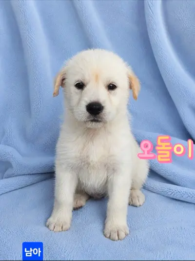 믹스견 사진