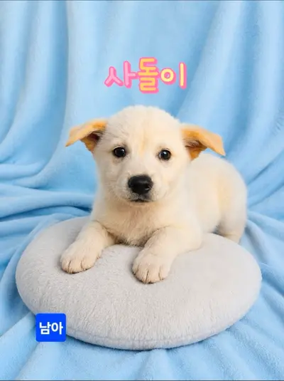 믹스견 사진