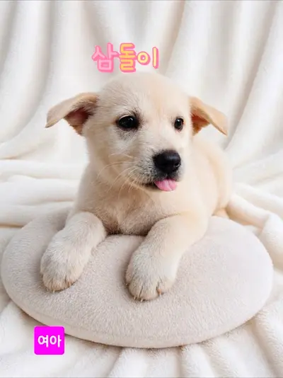 믹스견 사진
