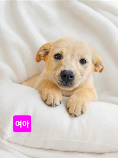 믹스견 사진