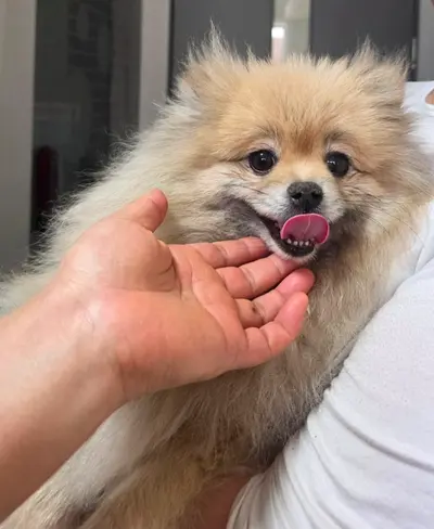 포메라니안 사진