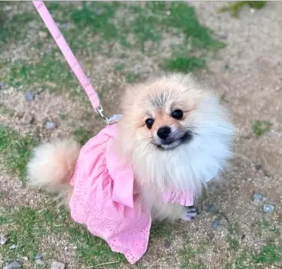 포메라니안 사진