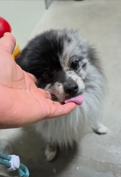 포메라니안 사진