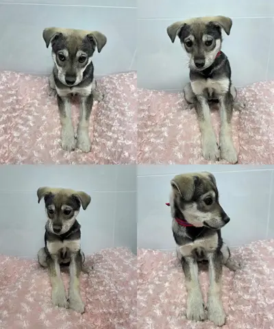 믹스견 사진