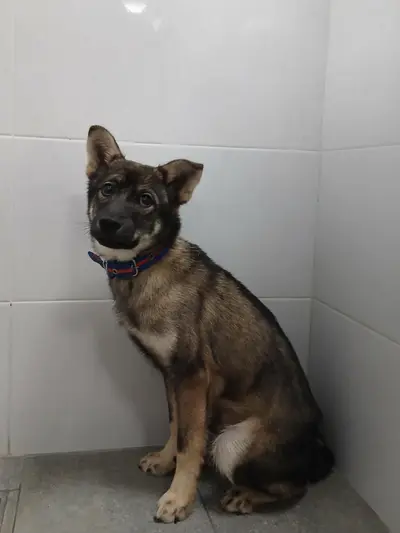 믹스견 사진