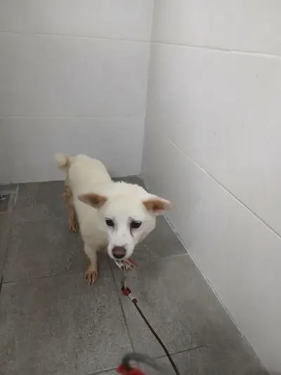 믹스견 사진