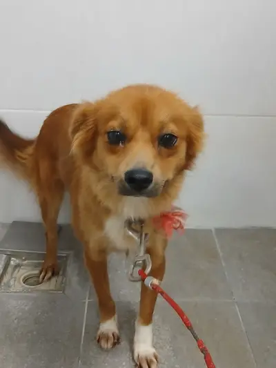 믹스견 사진