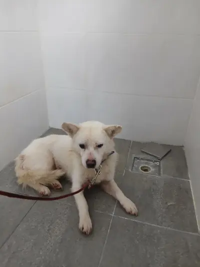 믹스견 사진